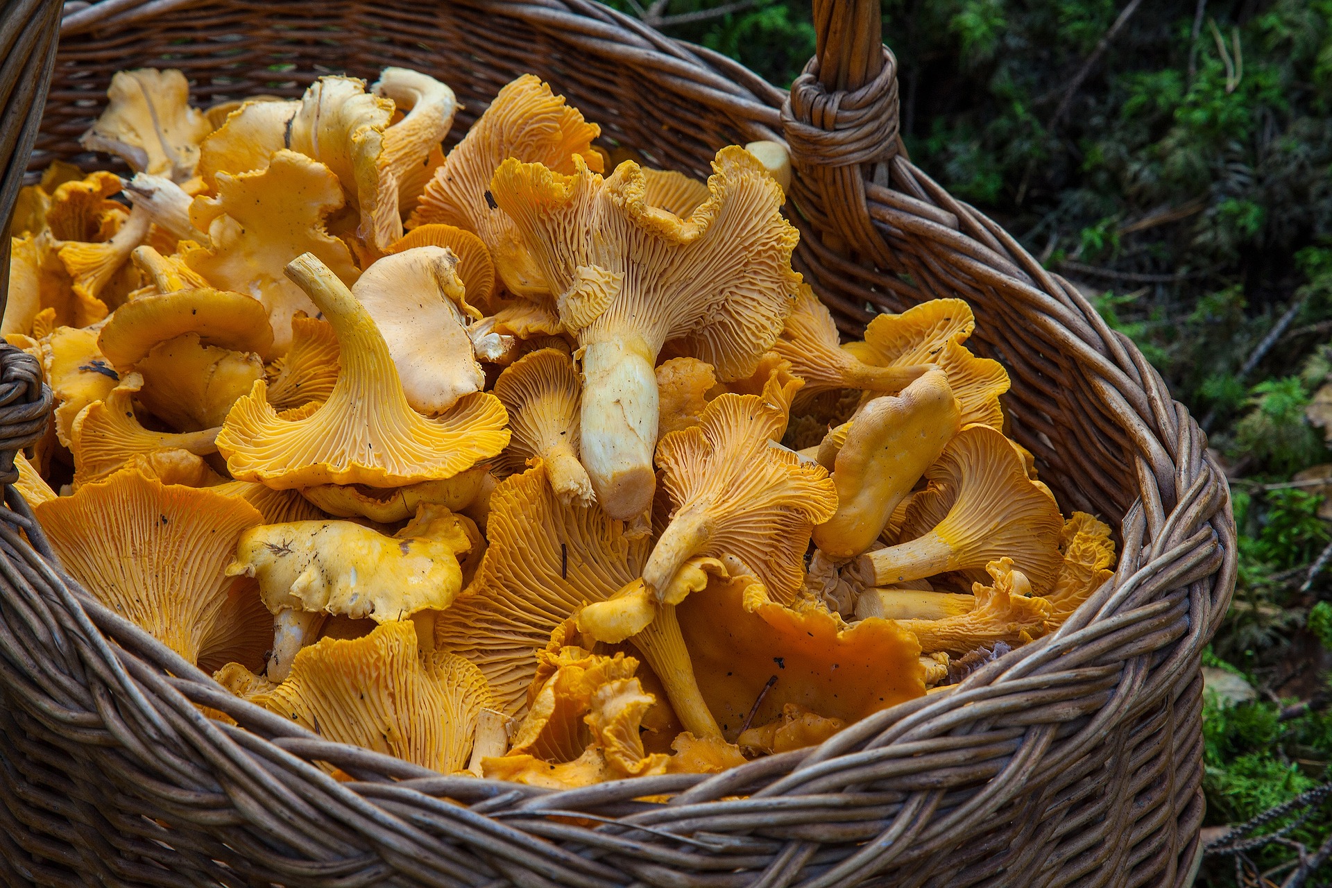 Mushrooms in basket