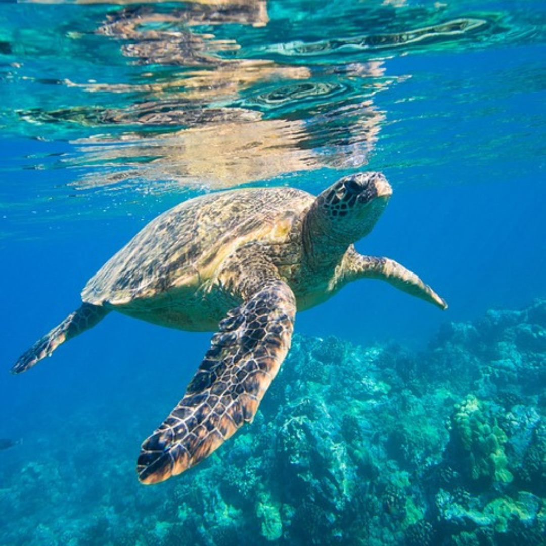 Sea Turtle