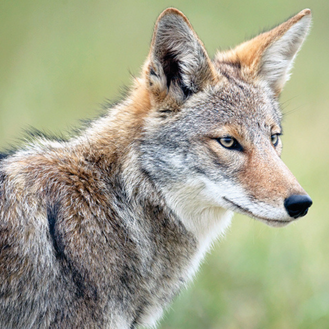 Eastern Coyotes in Connecticut | Welles Turner Memorial Library