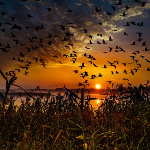 Birds flying at sunset