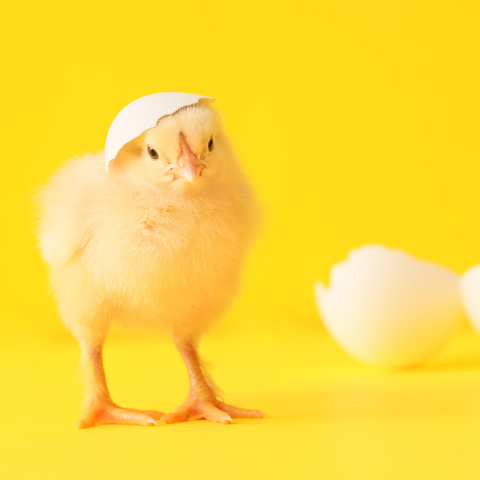 yellow chick on yellow background
