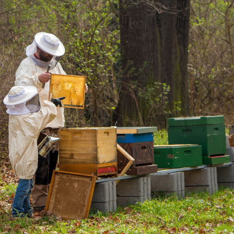 beekeeping