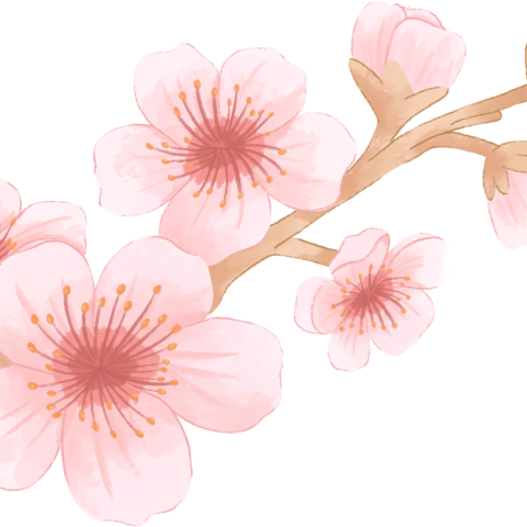 Cherry blossom branch