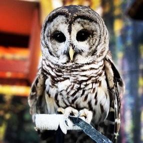 Beardsley Zoo Owl.