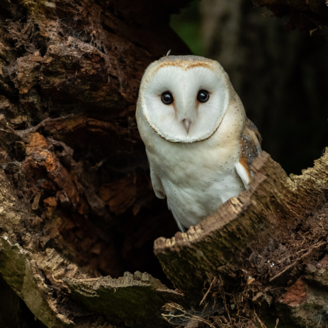 barn owl