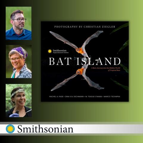 bat island