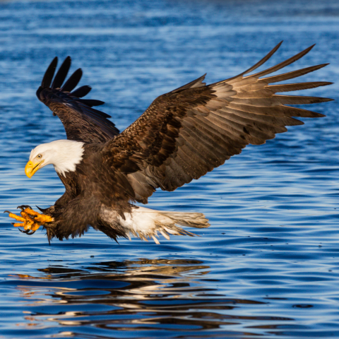 Bald Eagle