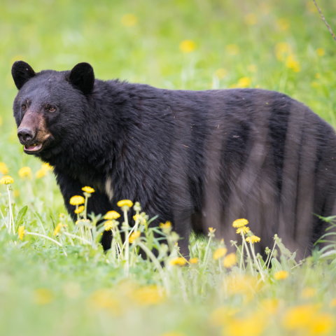 Black Bear