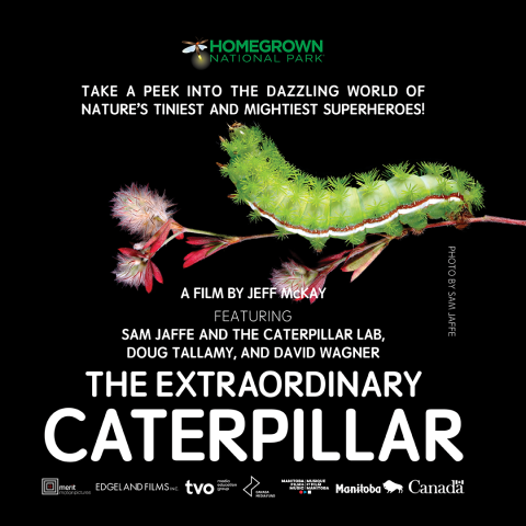the extraordinary caterpillar