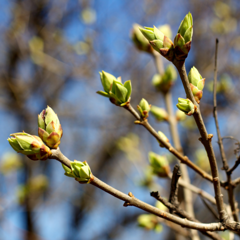 spring buds