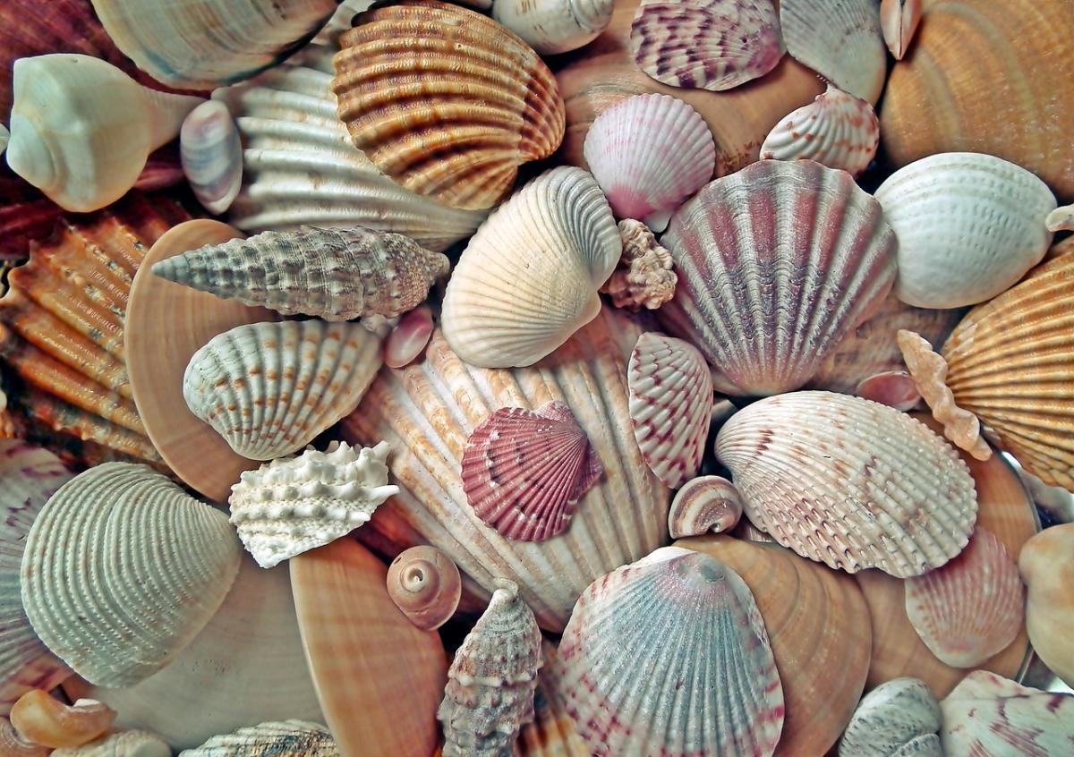 Seashells