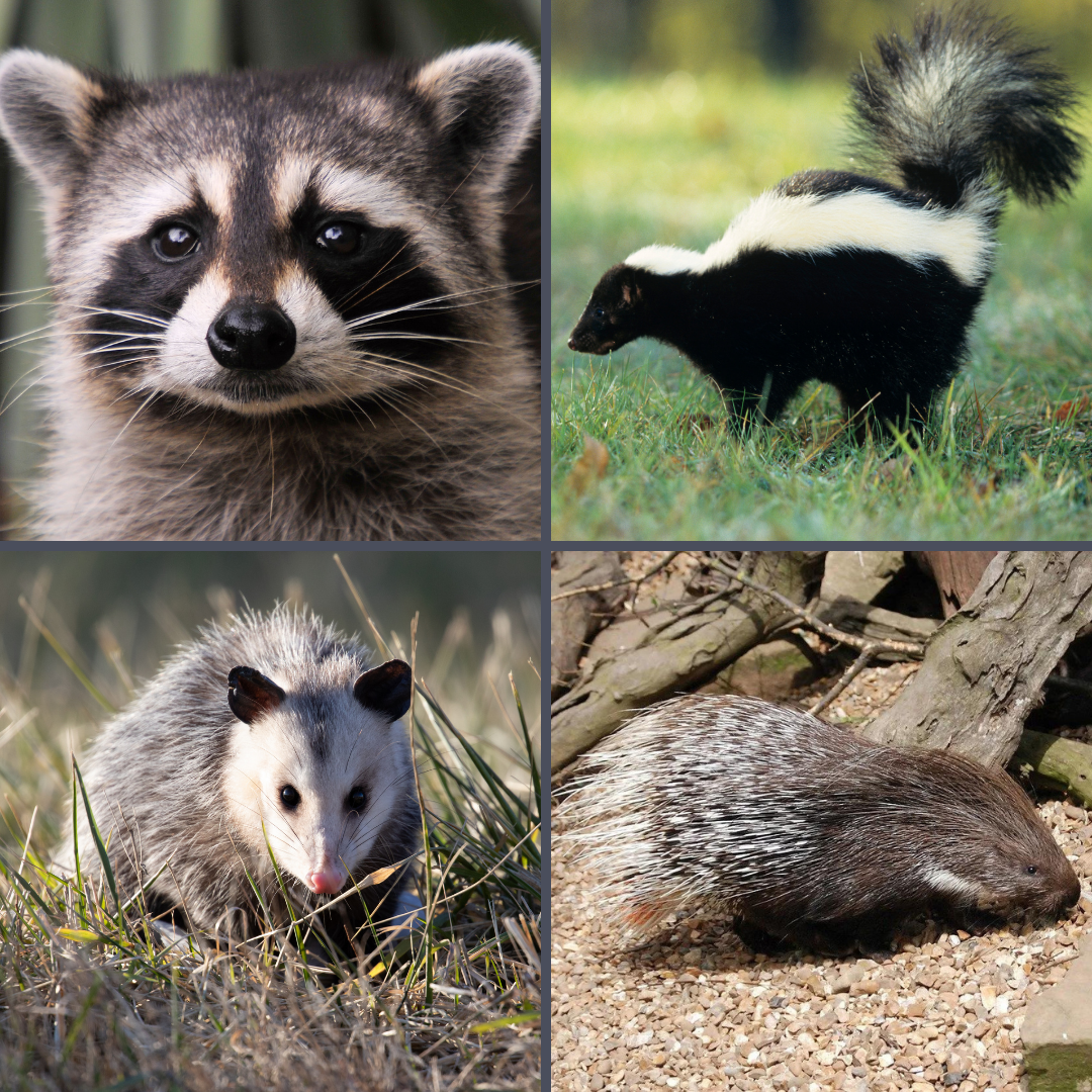 Raccoons, Skunks, Opossums, and Porcupines